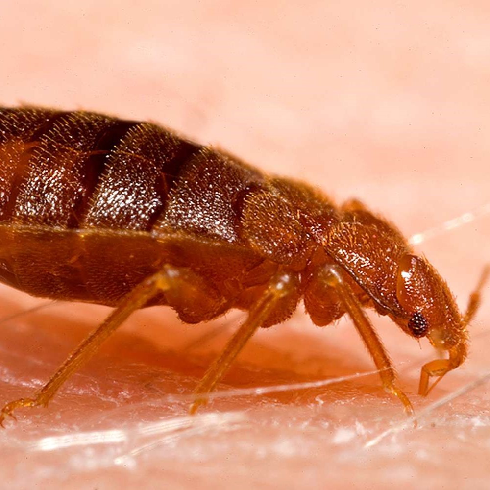 Pure Pest Solutions Cockroach Image