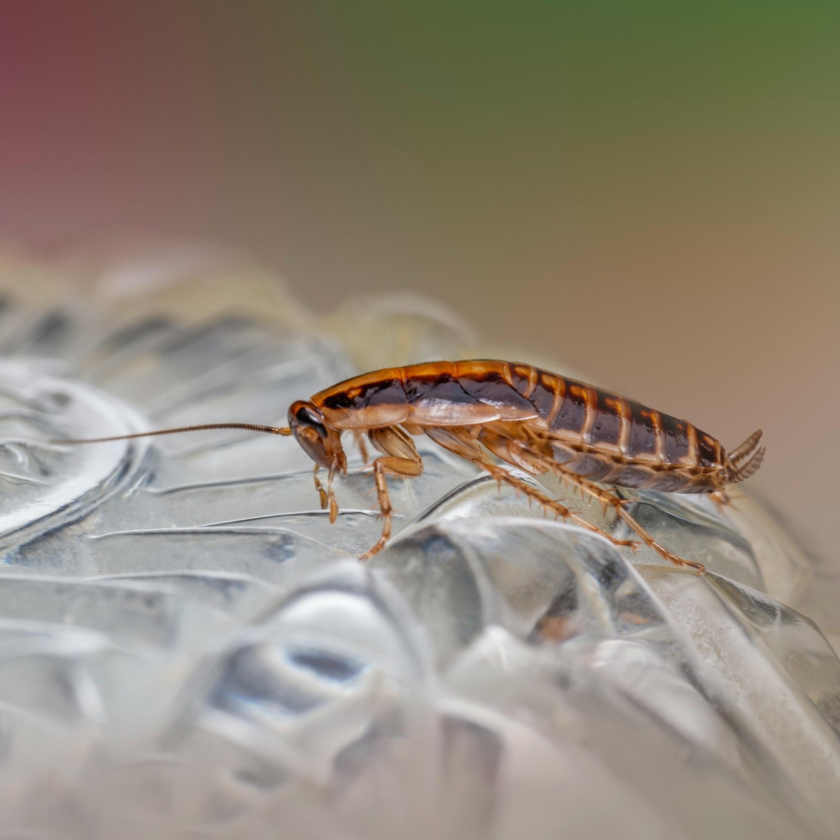 Pure Pest Solutions Cockroach Image