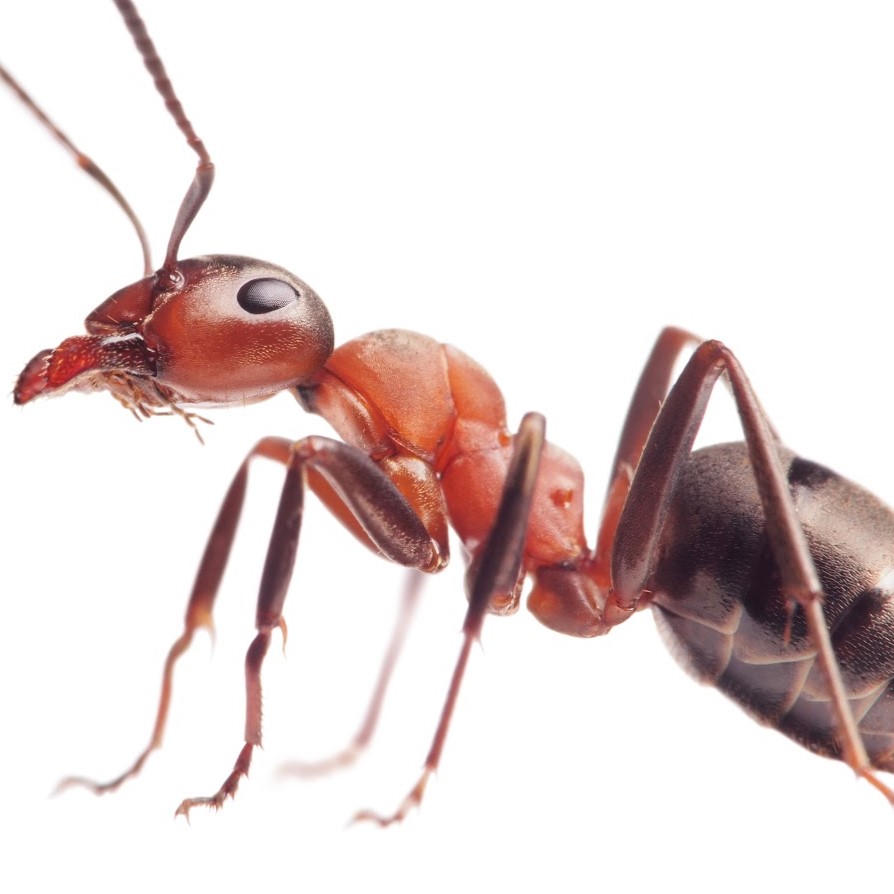 Pure Pest Solutions Cockroach Image