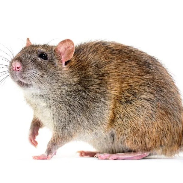 Pure Pest Solutions Cockroach Image